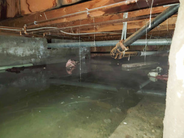 Best Mold removal after water damage  in Han, GA