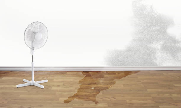 Best Professional water damage repair  in Han, GA